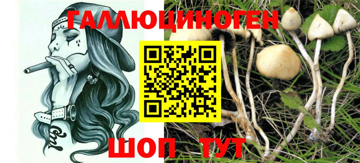 Галлюциногенные грибы Psilocybe Тимашёвск